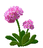 motif plant flower pinkprimrose