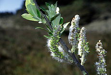 plant coast willow celtic tree month saille Salix_hookeriana_USFWS