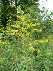 plant herb flower goldenrod Solidago_canadensis_20050815_248