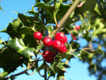 Holly Celtic Tree Month Tinne Ilex-aquifolium