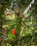 Yew Celtic Tree Month Tinne Ioho Taxus_brevifolia