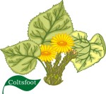 flower motif coltsfoot